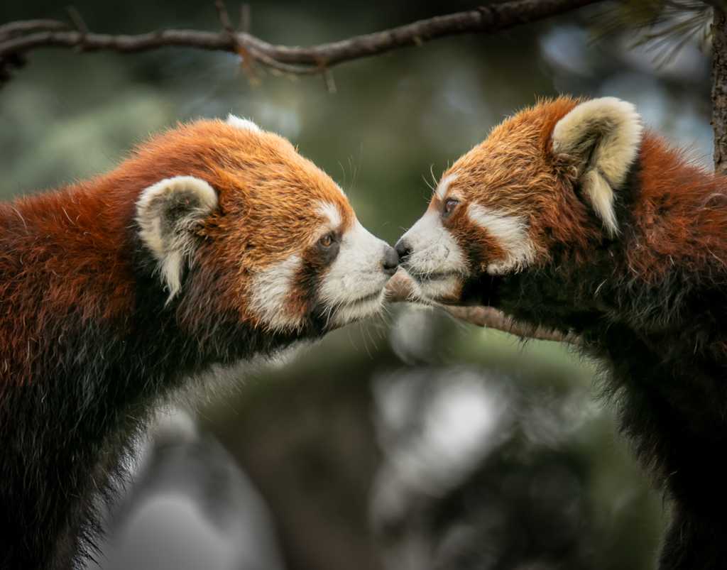 【今日国际接吻节】两只大熊猫宝宝，中国 (© Mitsuaki Iwago/Minden Pictures)
