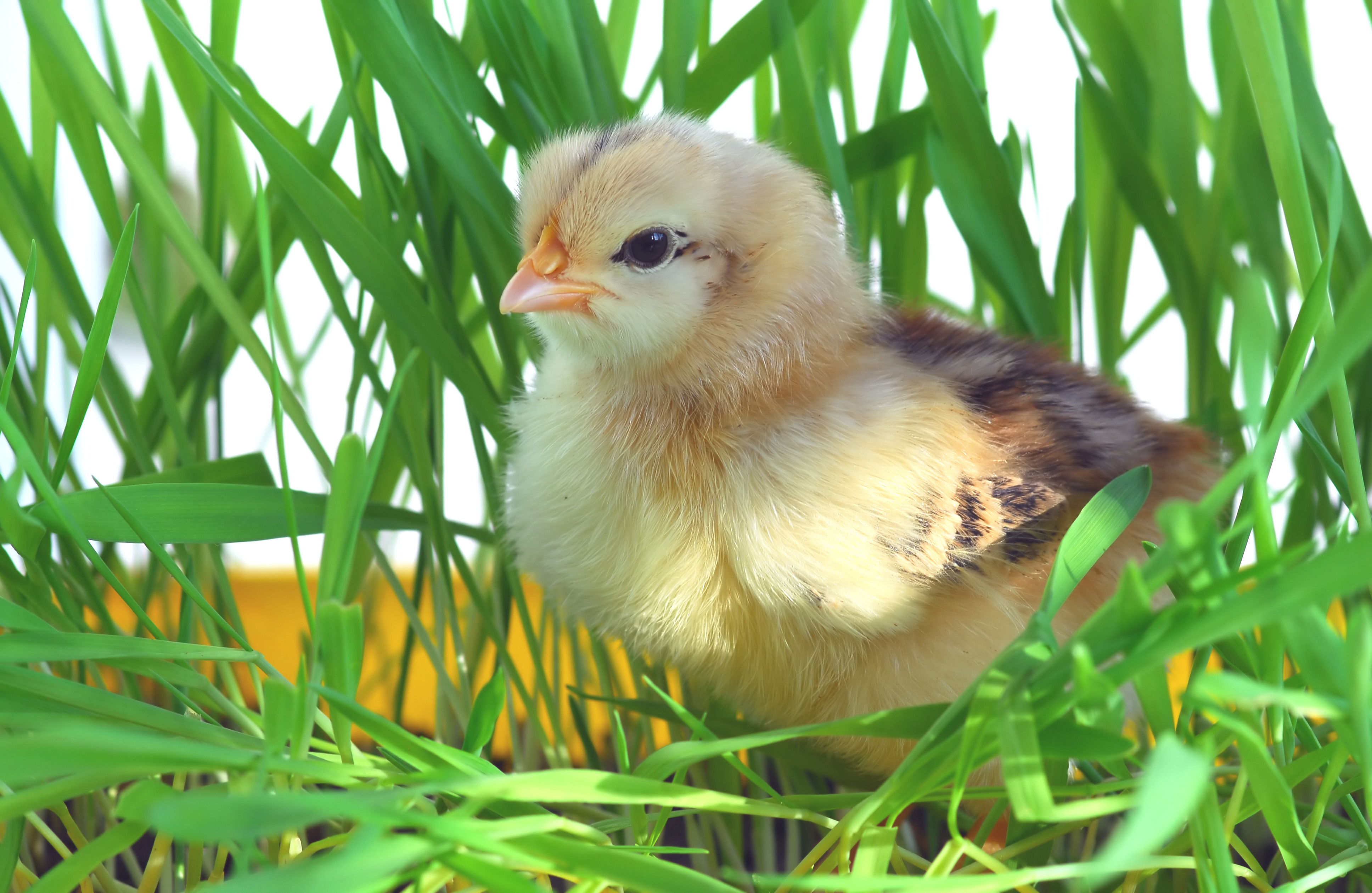 优质土鸡市场需求如何，怎么选择土鸡品种？ - 养殖百科 - 中国农业科普网