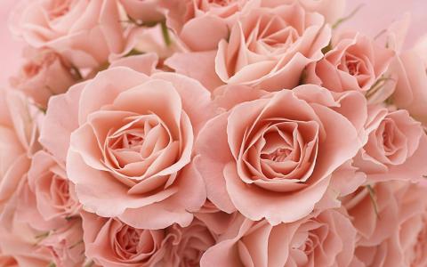 软粉红玫瑰全高清壁纸和背景