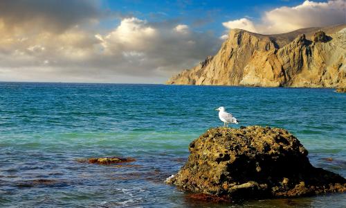海洋岩石上的海鸥全高清壁纸和背景