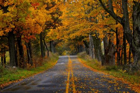秋季道路全高清壁纸和背景图像