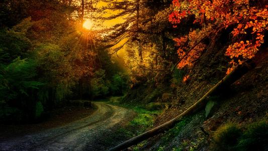 日落时在秋季森林全高清壁纸和背景的路径