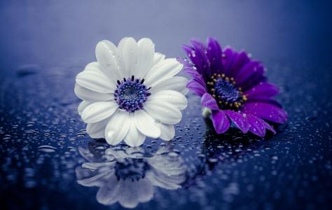 湿紫色和白色的雏菊全高清壁纸和背景
