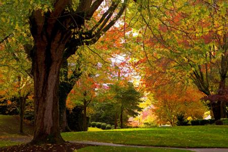 秋天公园全高清壁纸和背景