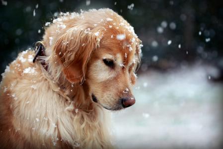 金毛猎犬在雪全高清壁纸和背景