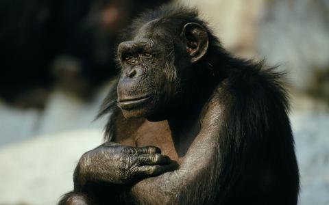 黑猩猩全高清壁纸和背景