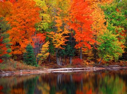 由湖的秋天树墙纸和背景