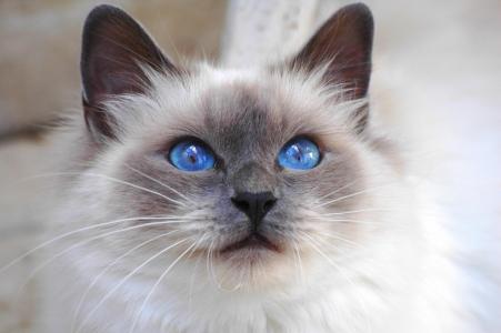 蓝眼睛的猫全高清壁纸和背景