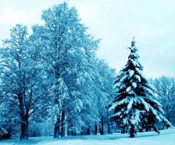 雪落在冬季公园全高清壁纸和背景图像