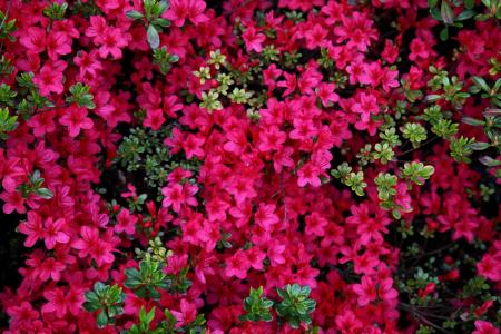 粉红色的花朵5k视网膜超高清壁纸和背景图片