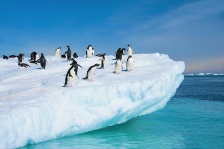 阿德力企鹅在南极洲全高清壁纸和背景