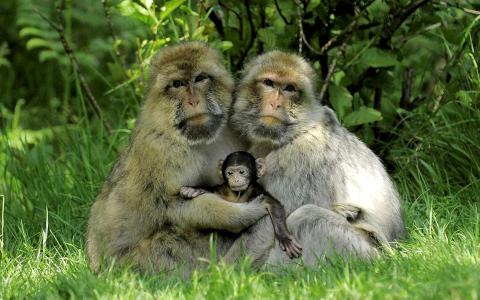 日本猕猴,也被称为雪猴,和一个婴儿全高清壁纸和背景