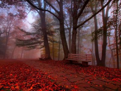 长凳在秋季森林全高清壁纸和背景图像