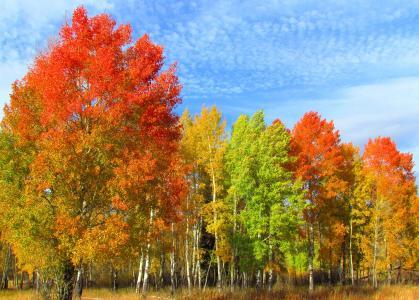 秋天的树木在桦木森林全高清壁纸和背景