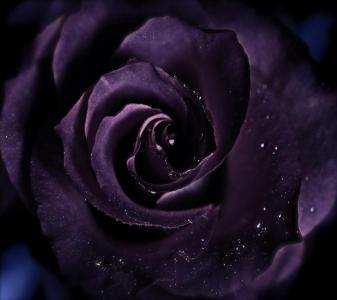 紫色玫瑰全高清壁纸和背景图像