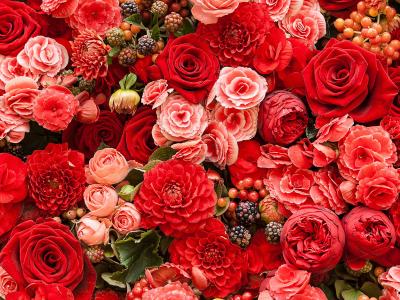 玫瑰和大丽花全高清壁纸和背景