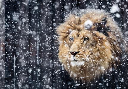 美丽的狮子冬季版全高清壁纸和背景的肖像
