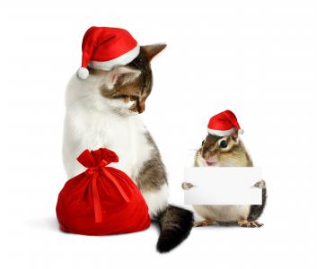 圣诞节猫和仓鼠全高清壁纸和背景图像
