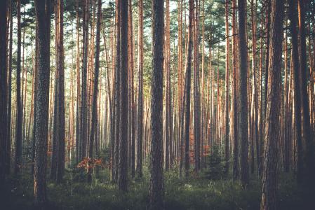 森林5k视网膜超高清壁纸和背景图像