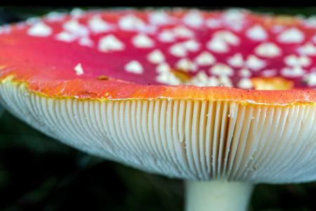 蘑菇5k视网膜超高清壁纸和背景图像
