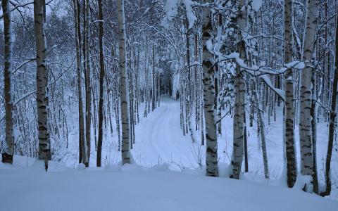 冬季桦木森林全高清壁纸和背景图像