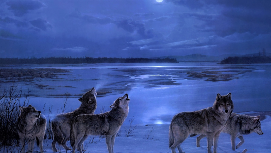 狼在冬天晚上全高清壁纸和背景