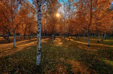 桦树在秋天公园5k视网膜超高清壁纸和背景