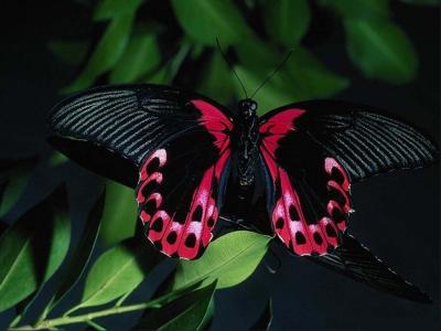 粉红色和黑色的蝴蝶壁纸和背景