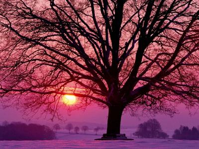 树在冬季日落壁纸和背景图像