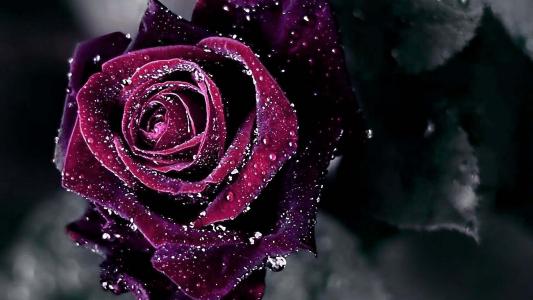紫色的玫瑰全高清壁纸和背景