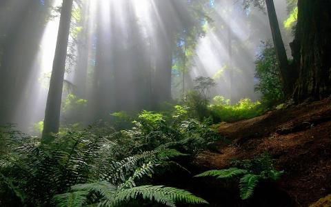 太阳照耀着迷雾森林全高清壁纸和背景