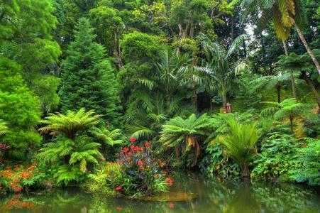 池塘在热带森林全高清壁纸和背景