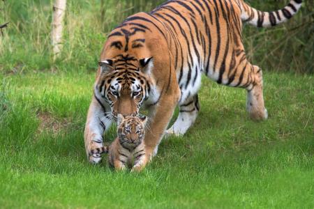 母老虎与她的幼崽全高清壁纸和背景