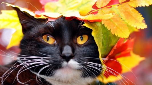 秋天的猫壁纸和背景