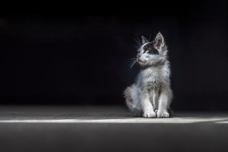 孤独的小猫画像4k超高清壁纸和背景