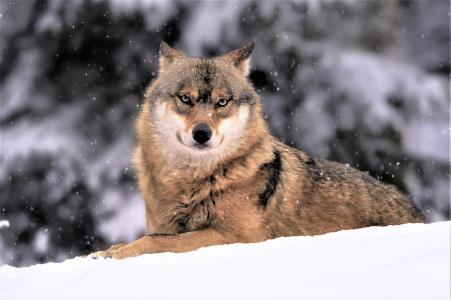 狼在轻轻飘落的雪4k超高清壁纸和背景