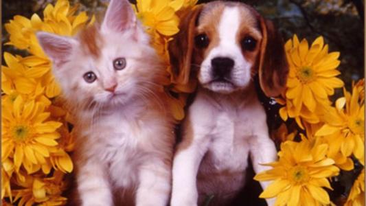 可爱的小猫和小狗全高清壁纸和背景