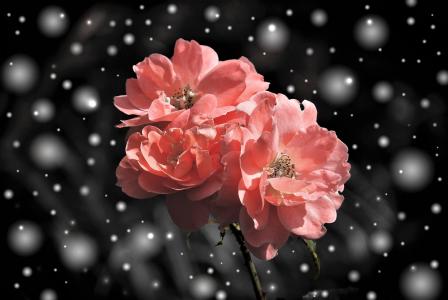 粉色玫瑰在雪全高清壁纸和背景图像