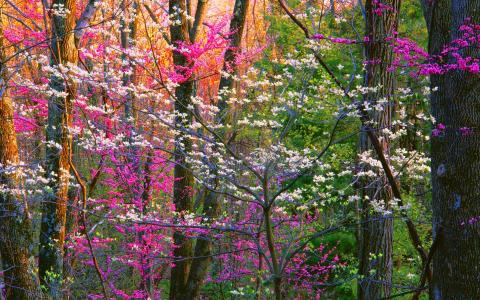 开花的树木在春季森林全高清壁纸和背景