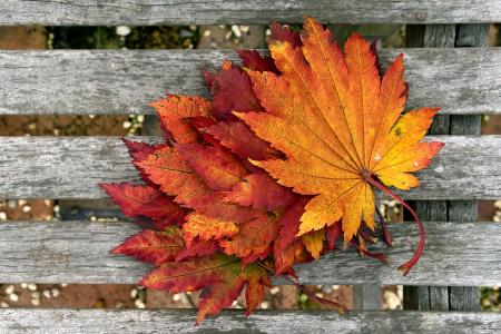 秋天的叶子全高清壁纸和背景