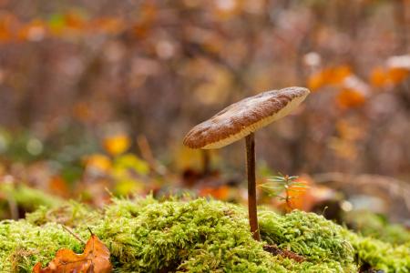 森林地板上的微小蘑菇5k视网膜超高清壁纸和背景图像