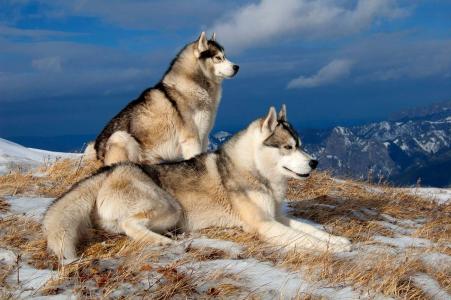 西伯利亚雪橇犬全高清壁纸和背景
