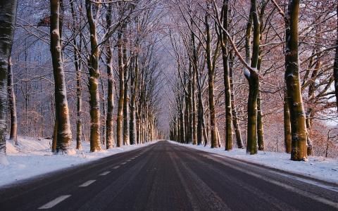 树内衬的冬季道路全高清壁纸和背景图像