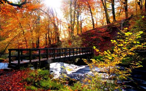 在秋季森林桥全高清壁纸和背景图像