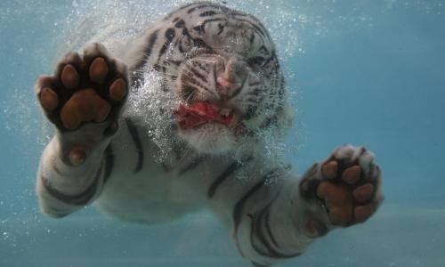 白老虎游泳在水下全高清壁纸和背景