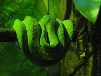绿色蟒蛇壁纸和背景
