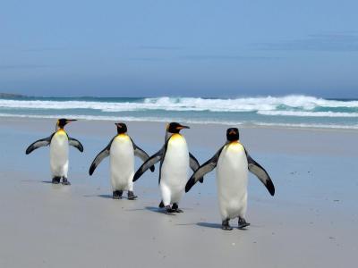 企鹅在海滩上的壁纸和背景