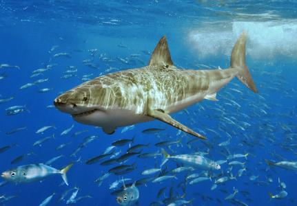 大白鲨壁纸和背景