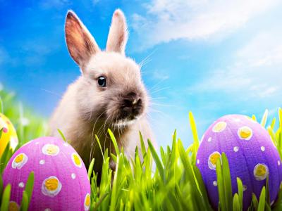 复活节兔子和鸡蛋全高清壁纸和背景图像