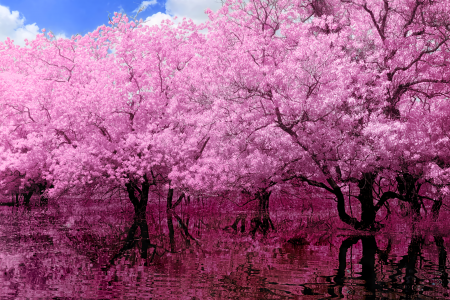 粉红树反射全高清壁纸和背景图像